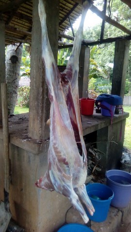 Mouton pour Méchoui