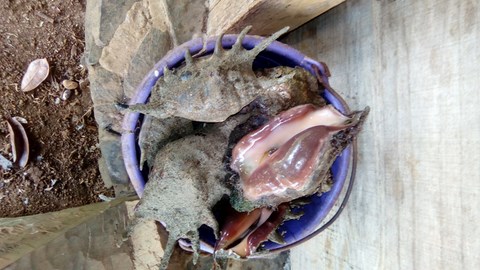 Coqillage B l'hermite